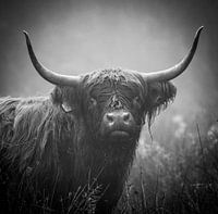 Tough portrait Highlander cow in black and white