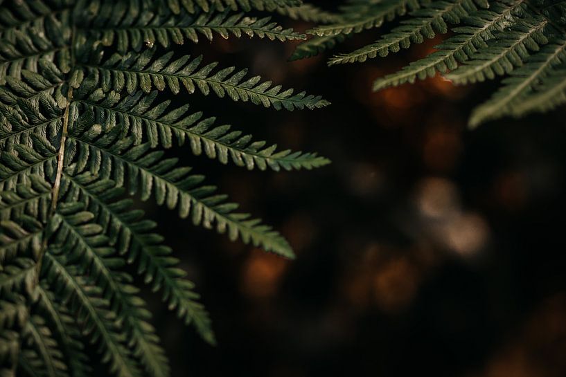 Sailing in the evening sun by Yvette Baur