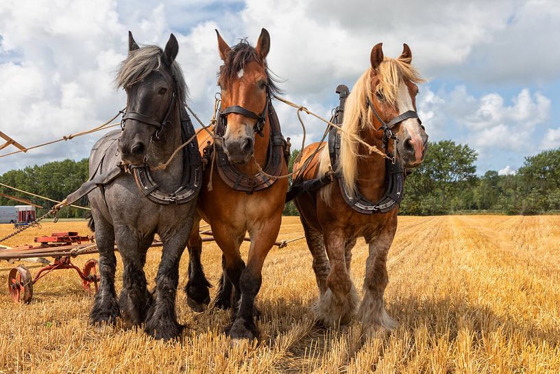 Horses on a stopple field by Bram van Broekhoven