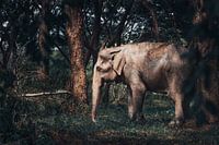 Aziatische Olifant In de Spotlight Fine art