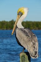 USA, Florida, Zijaanzicht van een bruine pelikaan staande voor water