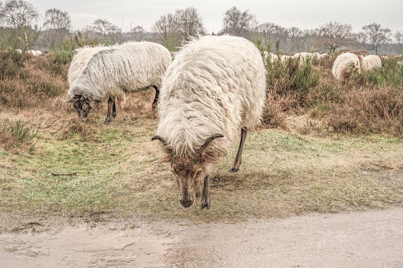 Zähe Schafe im Moor. von Alie Ekkelenkamp