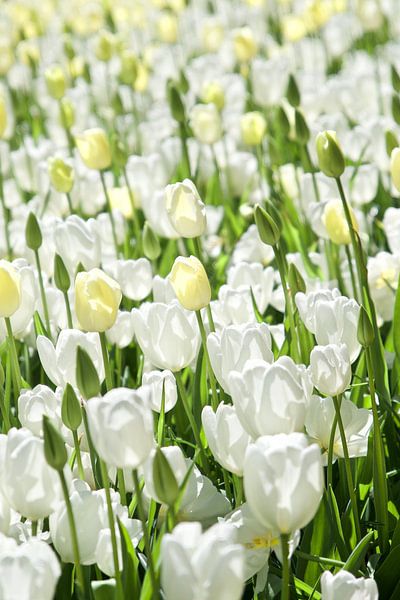 White tulips by WeVaFotografie