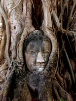 Boeddhahoofd in boomwortels