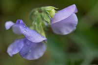 Teer paars na een regenbui