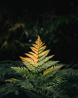 Golden fern