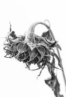 Ornate sunflower, black and white photo