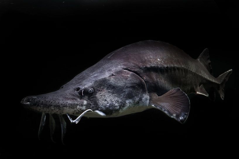Schwimmt aus der urzeitlichen Dunkelheit Stör Beluga Fisch isoliert schwarzem Hintergrund von Michael Semenov
