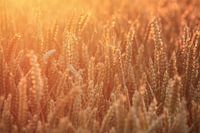 Graanveld in de ochtendzon