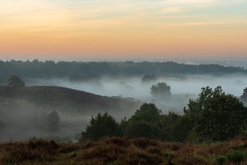 Bruyère sur le posbank dans la brume du matin par René Jonkhout