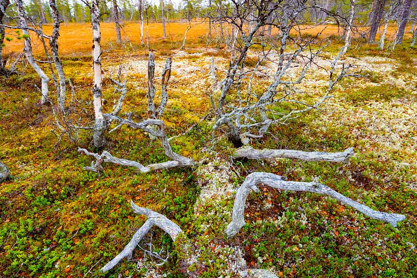Gefällter Baum in Sprachlandschaft von Sam Mannaerts