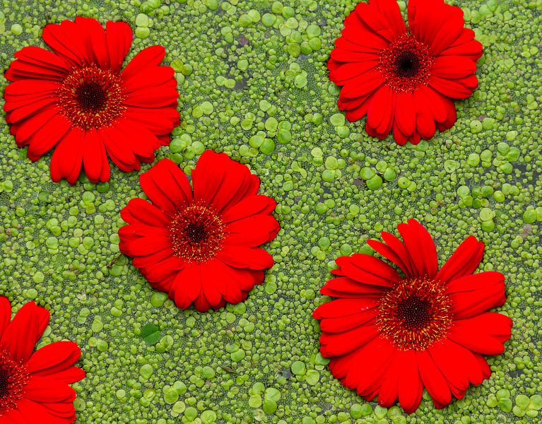 rot und grün von Corrie Ruijer