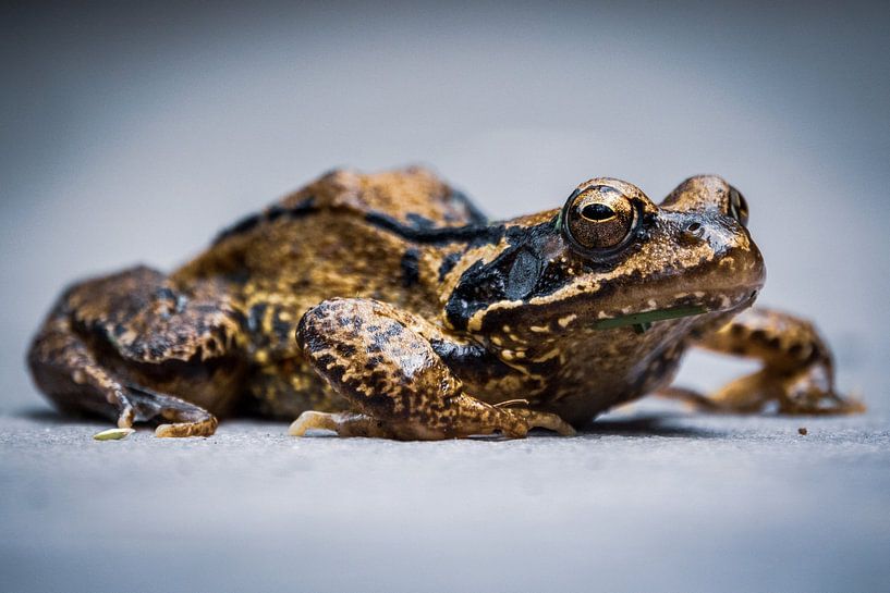 Goldkröte von Jayzon Photo