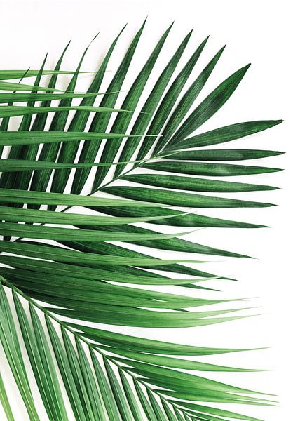 Greens by Nikita Abakumov