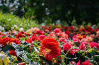 La prairie de fleurs rouges