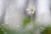 Wood anemone