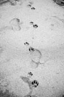 Pfotenabdrücke im Sand | Schwarz-Weiß-Foto