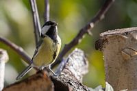 Die auffällige Kohlmeise des grünen Waldes
