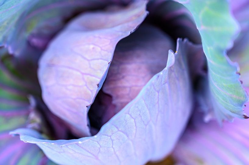 Frischer Rotkohl aus einem Bio-Gemüsegarten von Sjoerd van der Wal Fotografie
