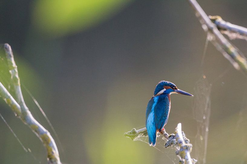 IJsvogel tussen de takken von Thijs Schouten