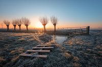 pollard willows at dawn