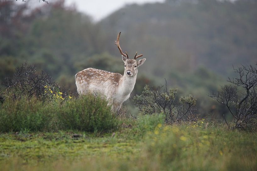 Damhert par Co Bliekendaal