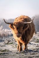 Scottish highlander in frozen field