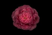 Oeillet avec des gouttes.