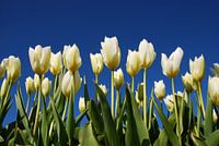 Tulipes blanches, ciel bleu