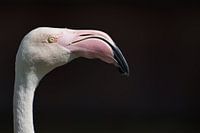 Flamant rose Phoenicopteridae