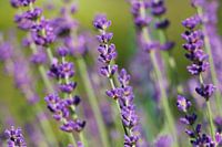 Lavendel van dichtbij