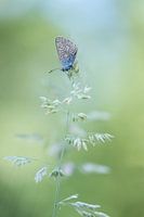 Butterfly awakens during sunrise