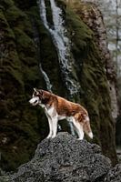 Husky de Sibérie à une chute d'eau