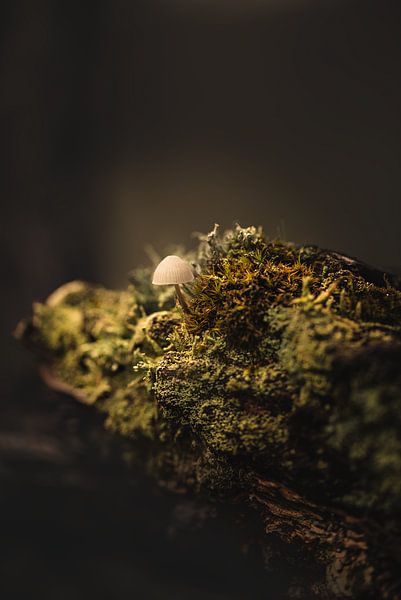 A small toadstool growing on the side of an old tree stump by Hilco Hoogendam