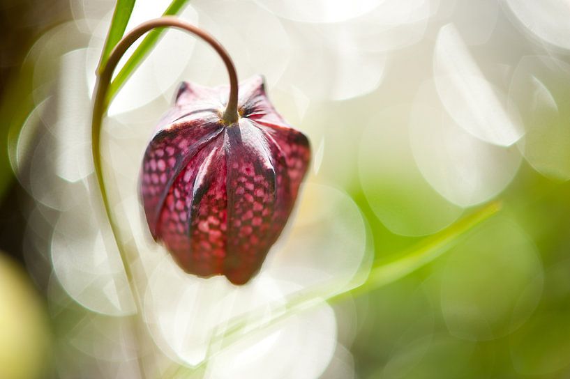Floating in light van Andrea Gulickx