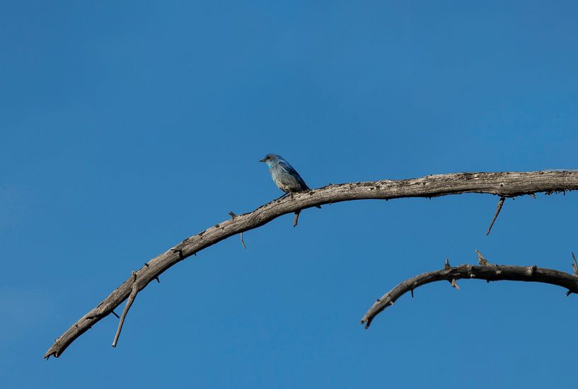 Oiseau bleu sur une branche | Parc national de Yellowstone | Wyoming | Amérique | Tirage photo de vo par Kimberley Helmendag