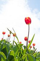 Tulpen