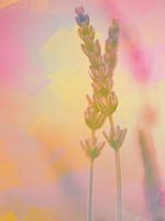 Zwei Lavendel vor einem kunstvollen Hintergrund