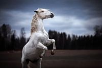 Rearing Spanish horse / Norway / Horse / Animal photography / Powerful image /