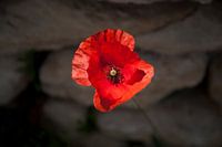 Papaver bloem in de Provence , Frankrijk 