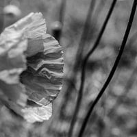 Close-up poppy in black and white | moody vibes