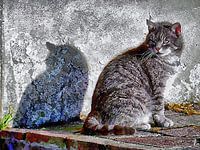 Regarder en arrière par-dessus mon épaule