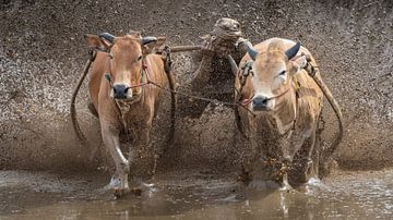 Ein Biss in den Schwanz der Kuh für mehr Geschwindigkeit von Anges van der Logt