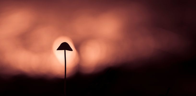 Im Rampenlicht von Richard Guijt Photography