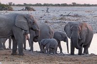 Olifanten Etosha National Park - Okaukuejo Water Hole