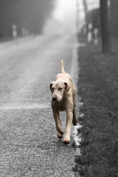 Foxhound van Wybrich Warns