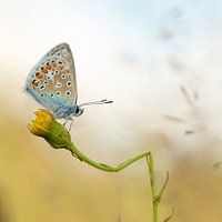 Ikarus blau auf geschnapptem Löwenzahn. Schmetterling