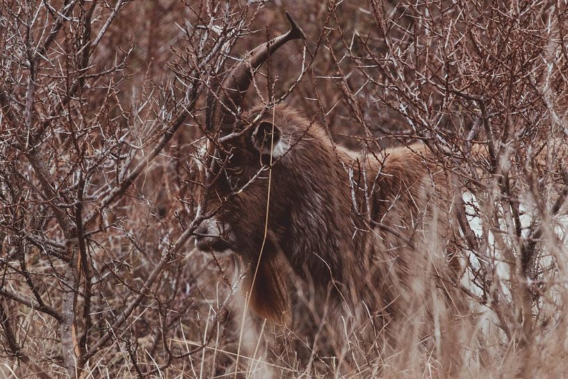 L'authentique chèvre de terre hollandaise dans les dunes hollandaises par Anne Zwagers