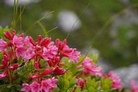 Fleurs alpines dans la prairie