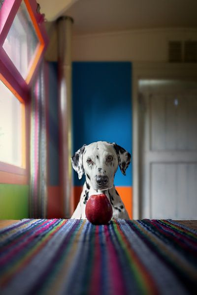 Hund von Patrick Reymer